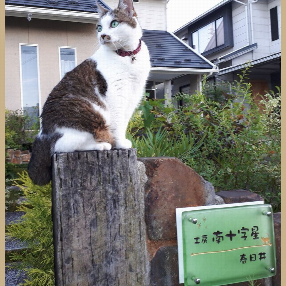 工房南十字星の看板とネコ